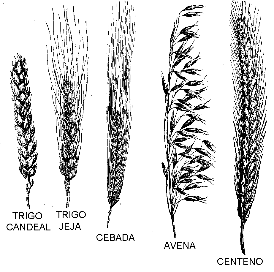 cereales